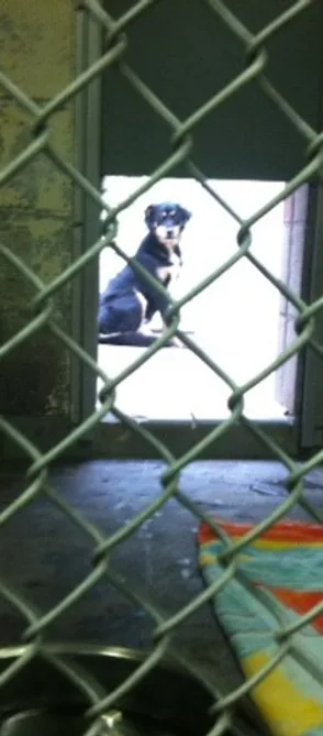 Hope at the high-kill shelter