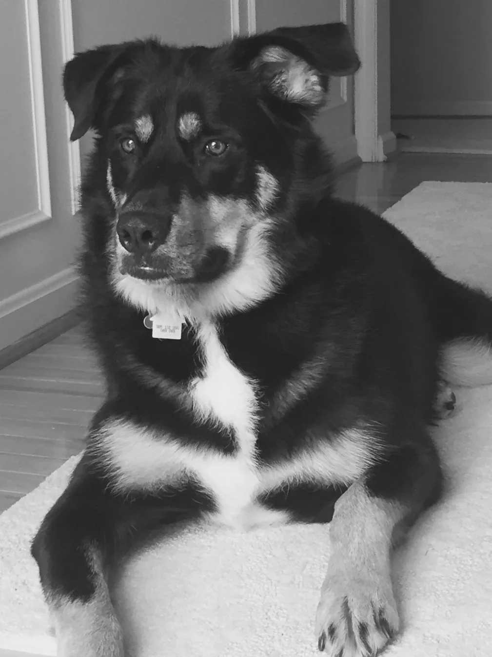 Hope, rescued giant-breed dog