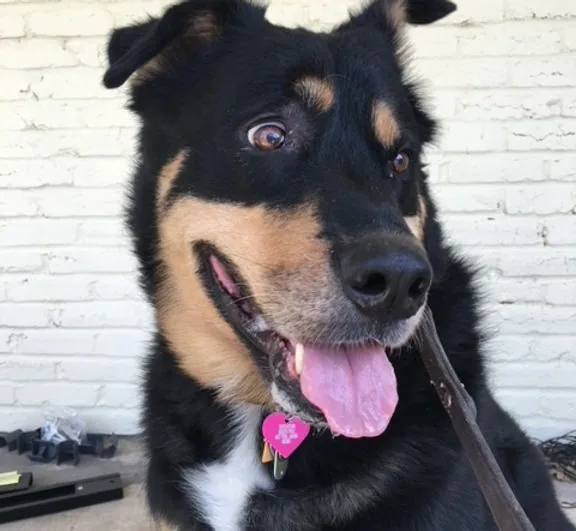 Hope, a rescued large-breed dog, close-up against a brick wall