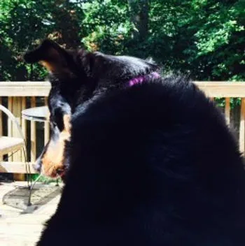 Hope relaxing on the deck at her forever home