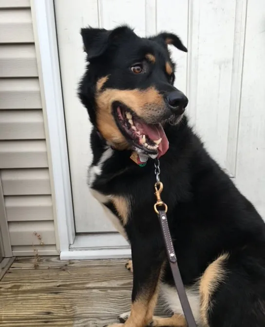 Rescued dog on the porch