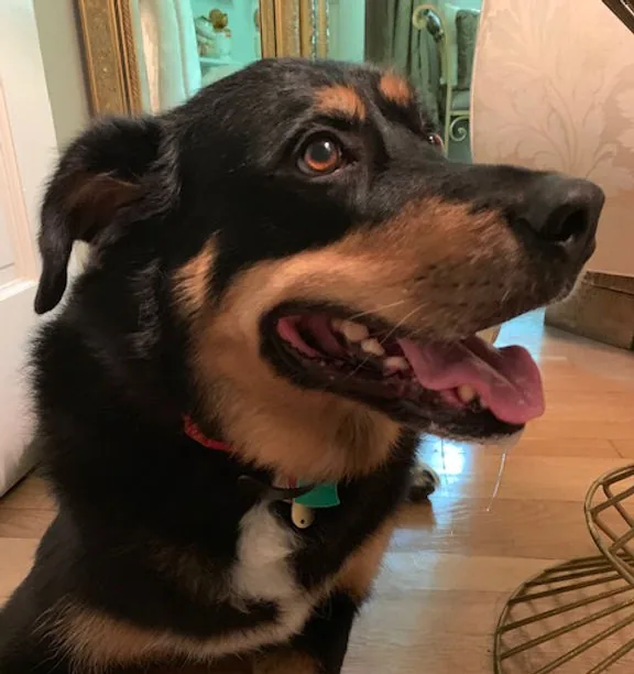 Hope in profile, tongue out
