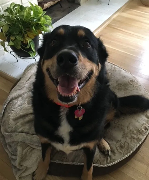 Hope, a rescued large-breed dog, smiling on her dog bed